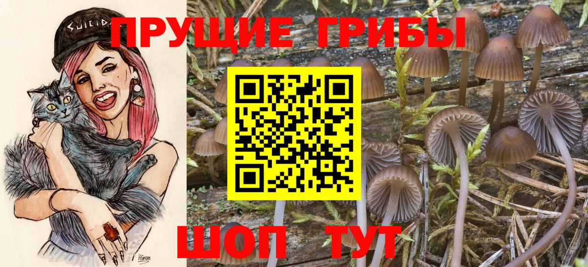Галлюциногенные грибы Psilocybe Котлас